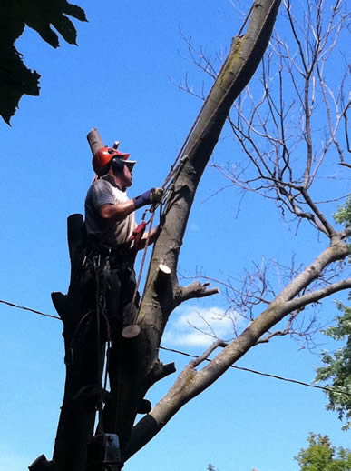 Image of an ETC crew member in a tree